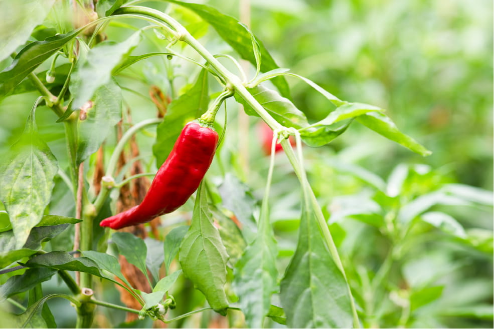 Fully ripe, bright red Manganji peppers