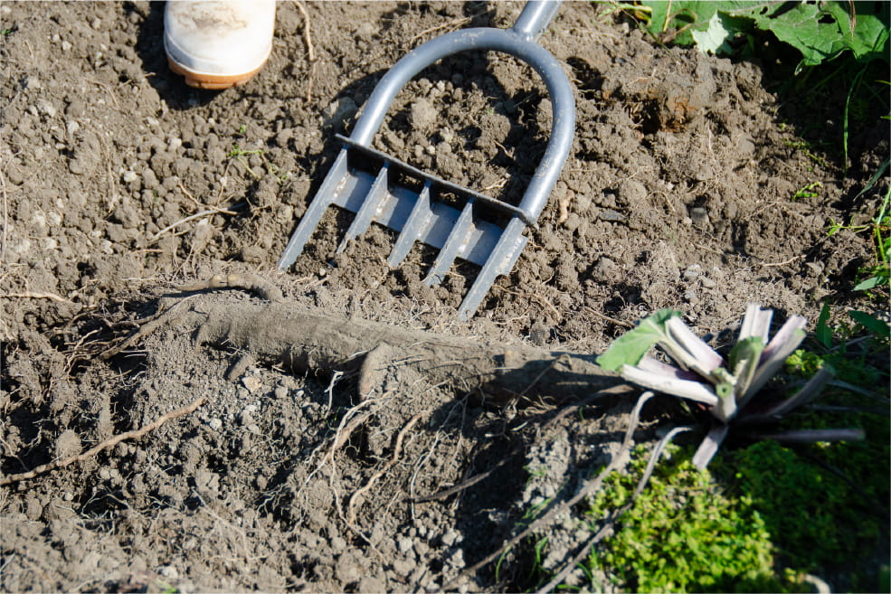 Take your time digging up with special farming tools to avoid scratches.