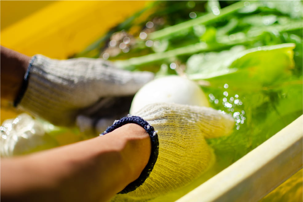 After harvesting, each piece is carefully washed by hand.