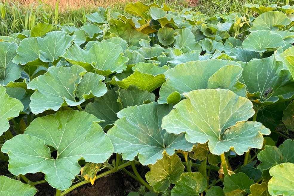 Pumpkins grown spontaneously in the open air