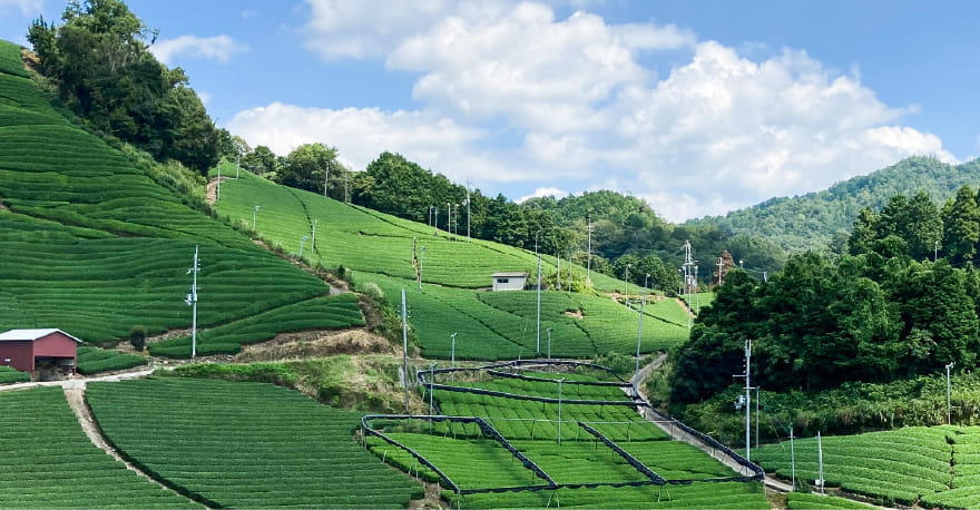 京都の茶畑と山々