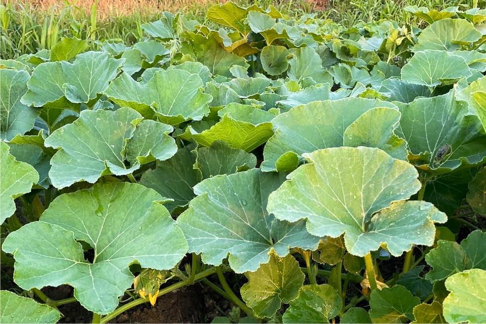露地栽培でのびのびと育ったかぼちゃ